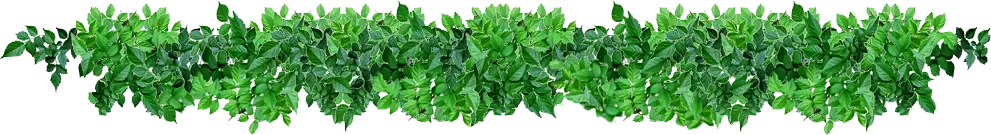 leafs